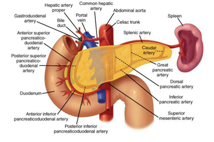 胰頭部位及十二指腸的血液循環
